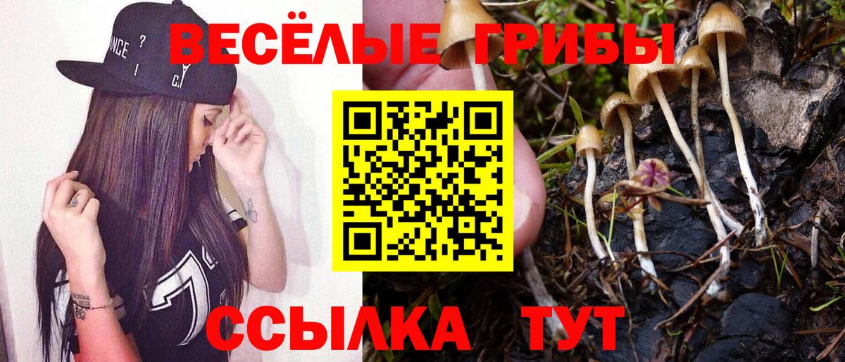 Псилоцибиновые грибы Cubensis  Галлюциногенные грибы мицелий  Чусовой  Вход с VPN 